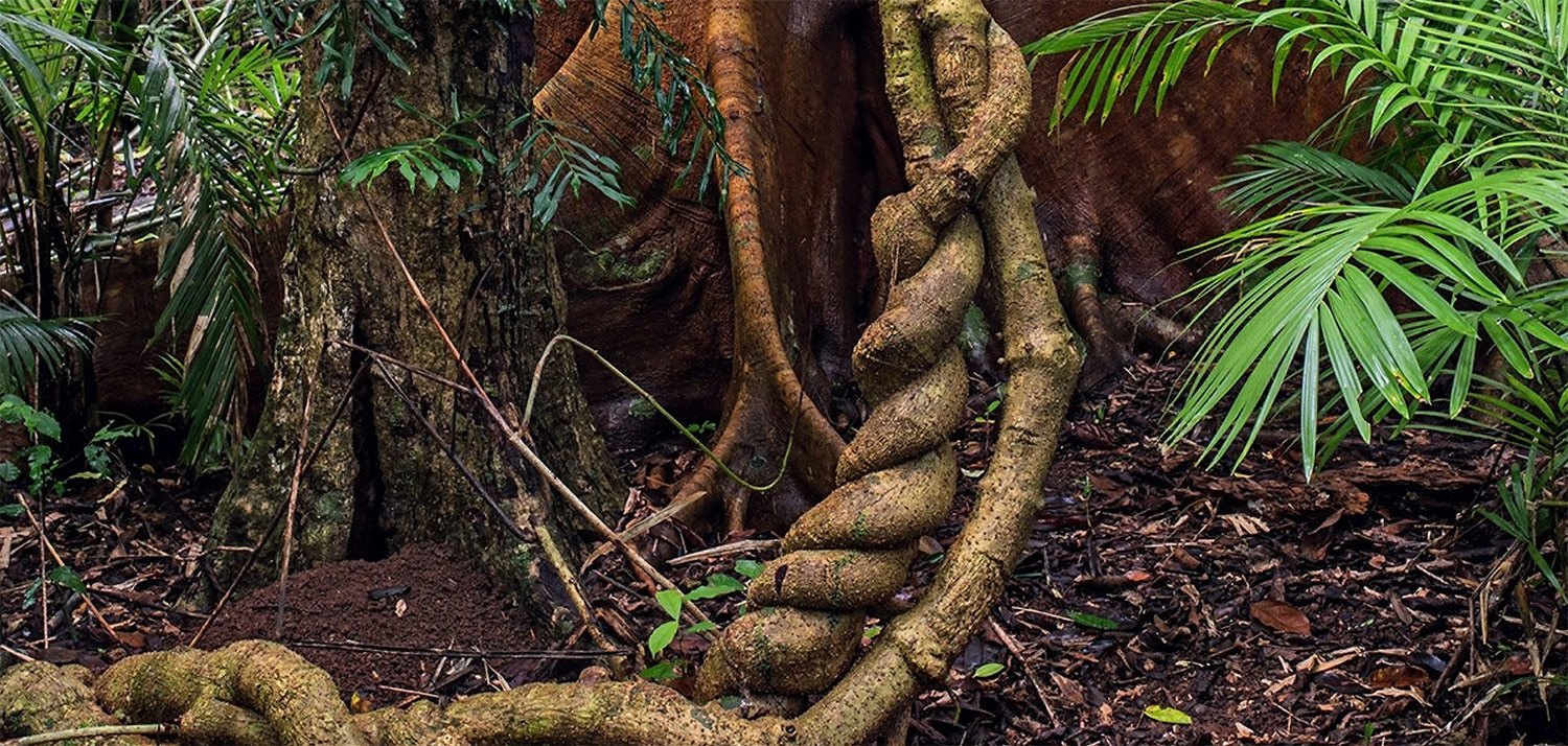 Banisteriopsis kaapi