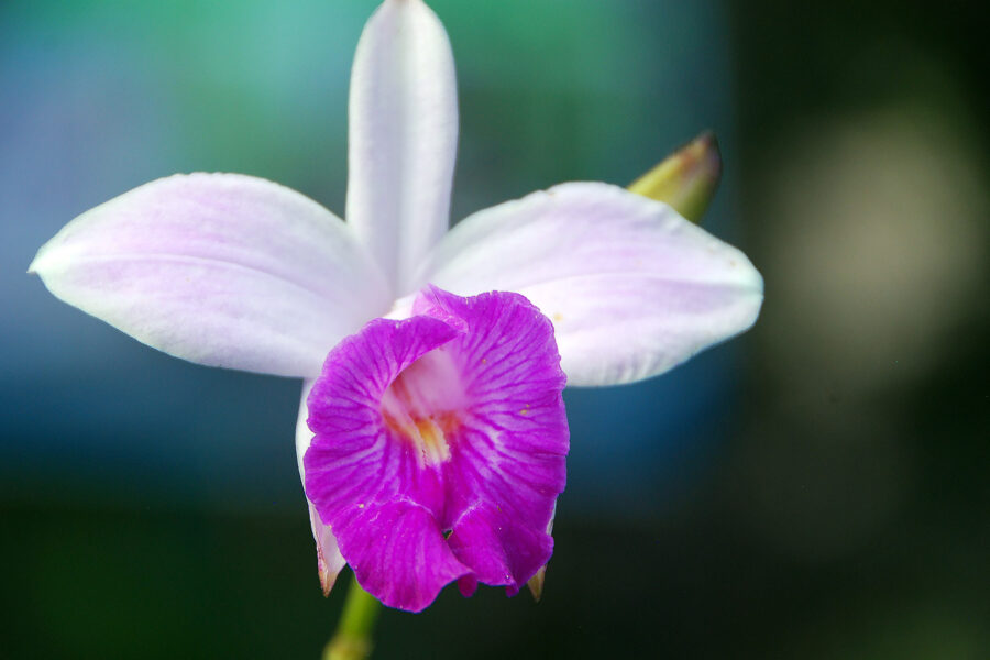Shop. Museum Ayahuasca.